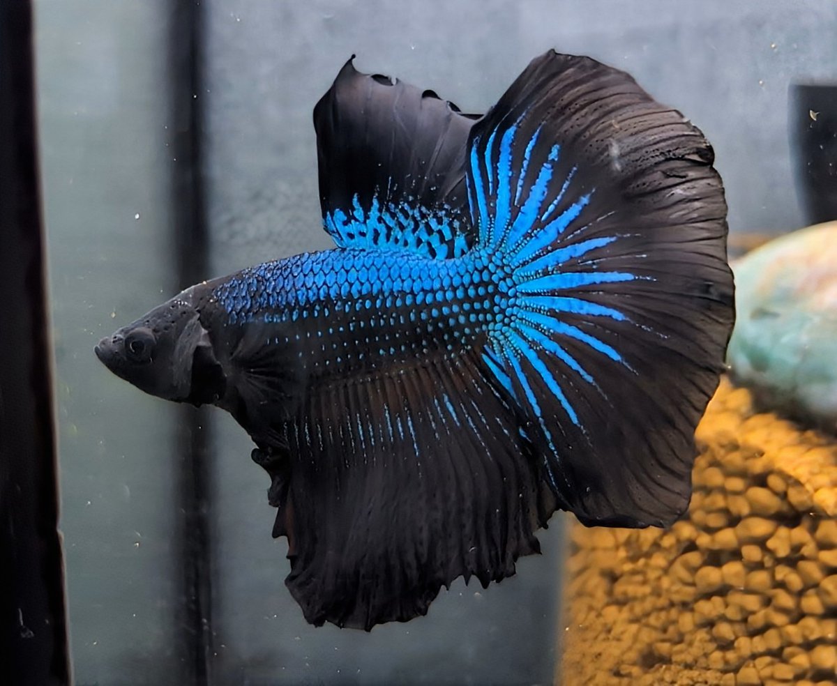 熱帯魚 熱帯魚