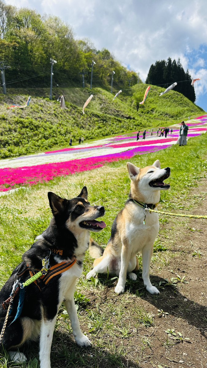 riku08151's tweet photo. 2026.5.5

芝桜🌸 https://t.co/tY3FFvX6he