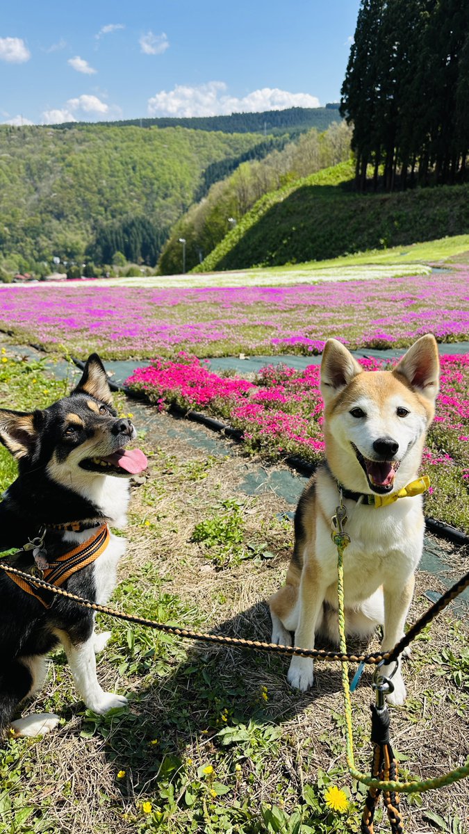 riku08151's tweet photo. 2026.5.5

芝桜🌸 https://t.co/tY3FFvX6he