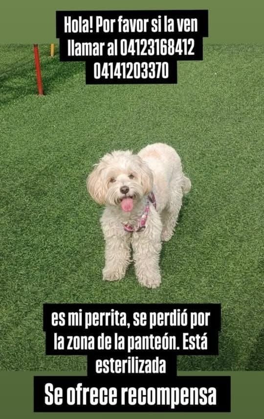 Se busca por la Av. Panteón Caracas