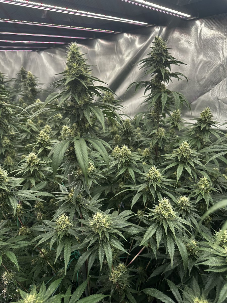 CscDiamond2029's tweet photo. Non GMO X Cherry Cookies #2 
( chem 91 x animal cookies bx ) x ( gsc x fire og bx) 
Full gsc fire OG and chem1 gene pool on this one https://t.co/HYzbEF4vSS