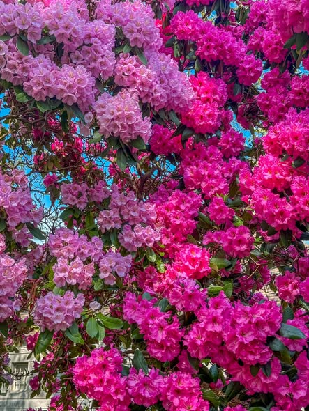 NicoEstevelle's tweet photo. Cada grano guardaba ecos antiguos, murmullos perdidos entre horizontes vacíos, sedientos de historias que nunca germinaron. Me he preguntado por qué las últimas huellas del señor Warkins desaparecían antes del oasis.
#Photography.📸📸📹📹.
#Clouds.📕🧥.
#Flowers.
#NewTuesday. https://t.co/WpoBg2bfhL