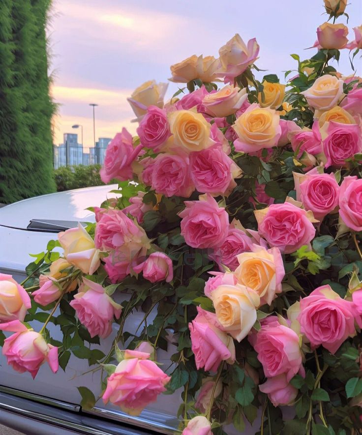 Flowers Life tweet media