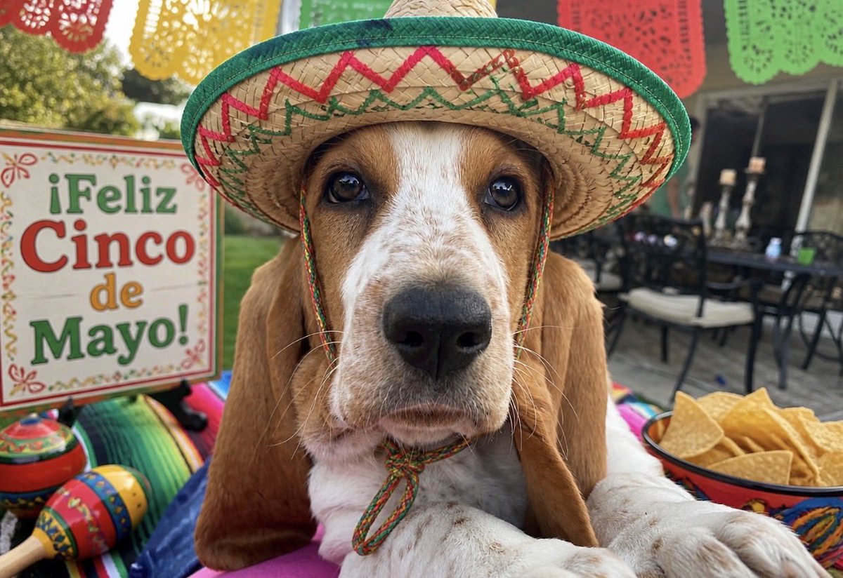 Chloe Belle ~ The Athletic Basset tweet media