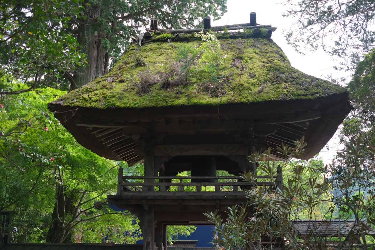 mi_take's tweet photo. 旅行先でたまたま見かけた寺社建築がすごく良かった。
茅葺き屋根に苔と草木が自生する建築と、
御神木の切株に瓦屋根を乗せた建築。 https://t.co/rLks7Mi1Ba