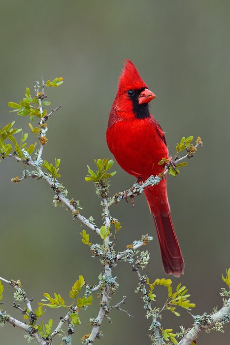 Amazing Nature tweet media