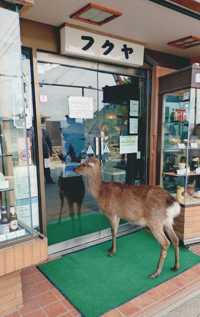 akemln's tweet photo. 宮島に来ました
レモンソーダ美味しかった

お店に入りたそうな
シカちゃんがいた🫎 https://t.co/3picuaAjEG