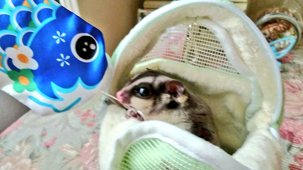 🧚‍♂️miyuki🔮✨ tweet media
