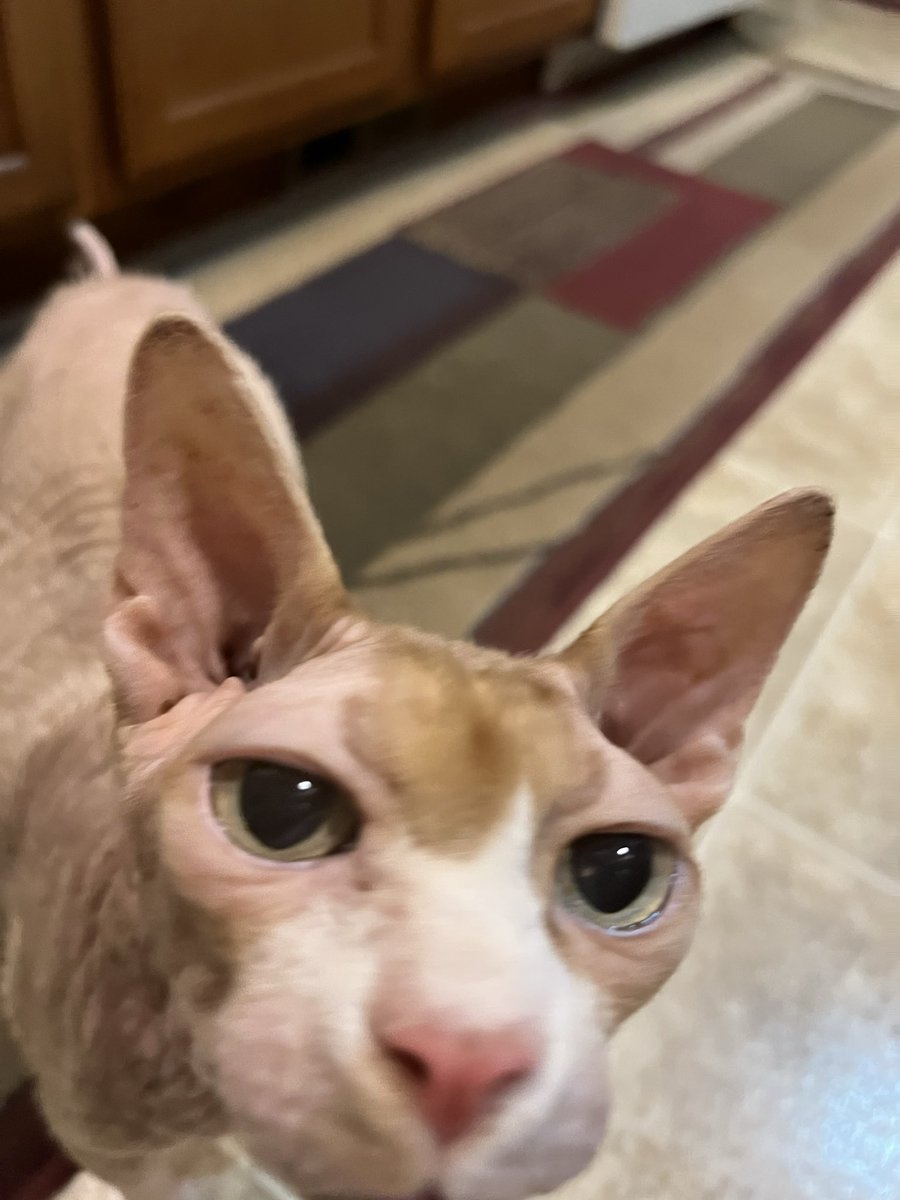 Bald Cats tweet media