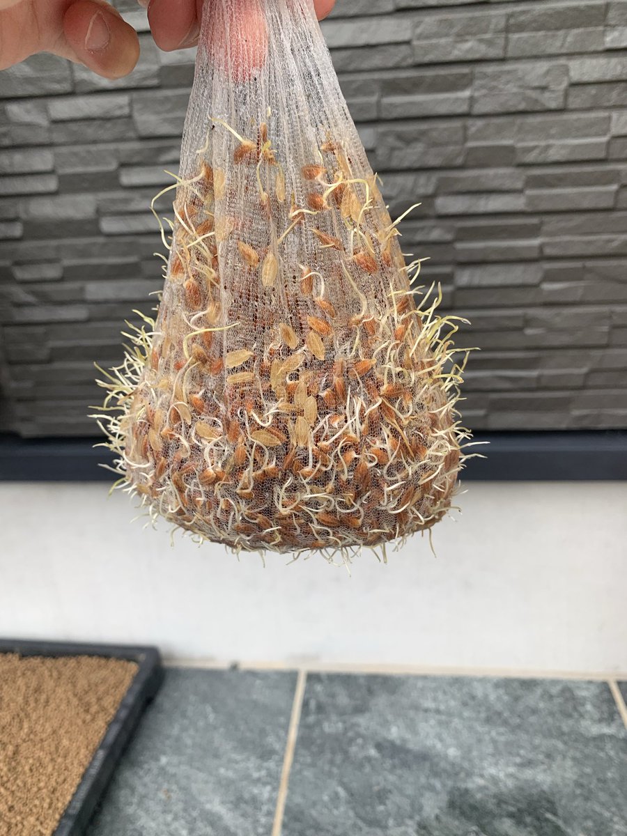 EkDOo7asQH96907's tweet photo. 市民水田稲作体験

登呂遺跡で古代米

田植えまでにうまく育つように！！ https://t.co/vOgtFvnHT5