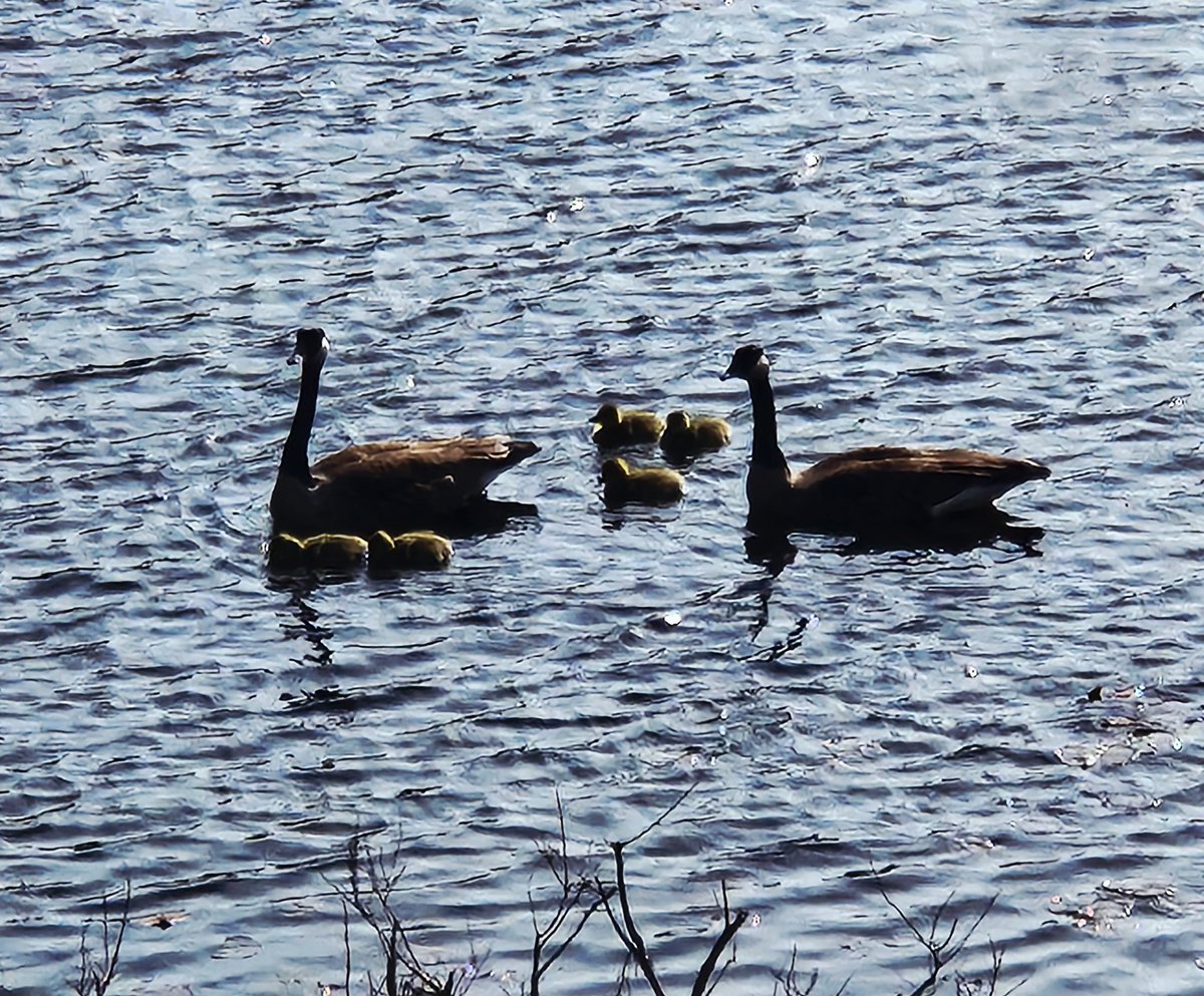 donna_mccance's tweet photo. #CanadianGeese
#goslings 🐥🐥🐥🐥🐥

We had some visitors at #ThePond today! https://t.co/jmTETfNVD5