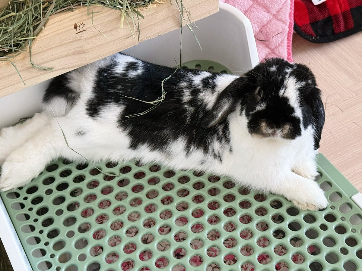 oswald オズワルド & daisy デイジー tweet media