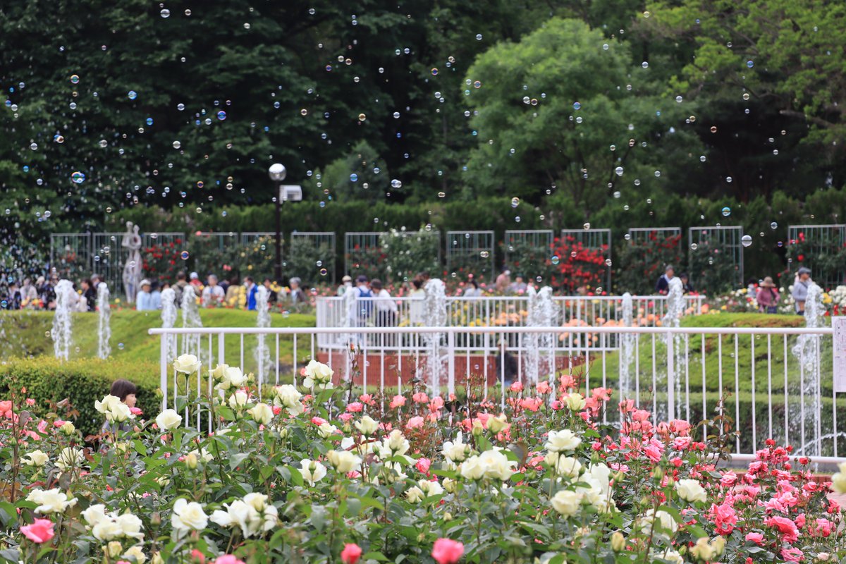 神代植物公園 【公式】 tweet media
