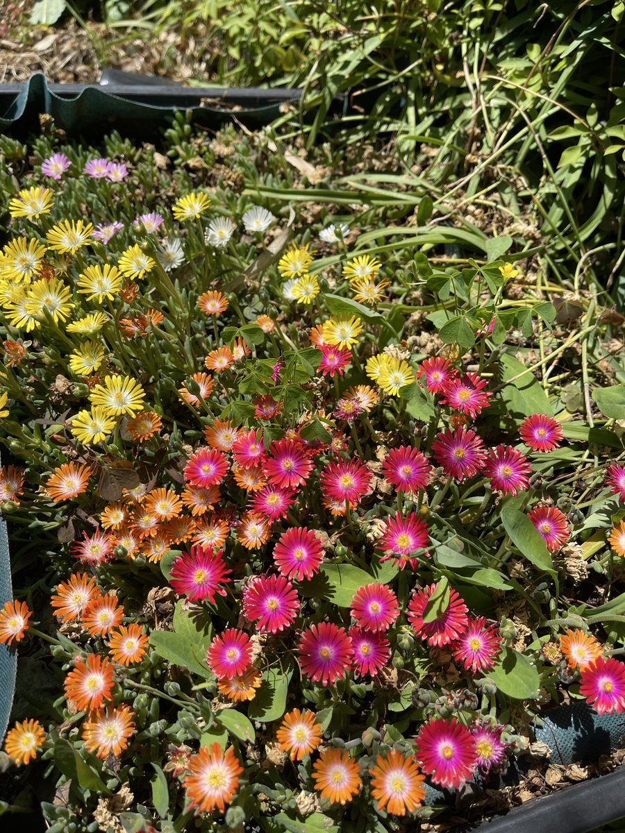 御薔薇様🌹盆栽します🌲バンボボーボンボビエー tweet media