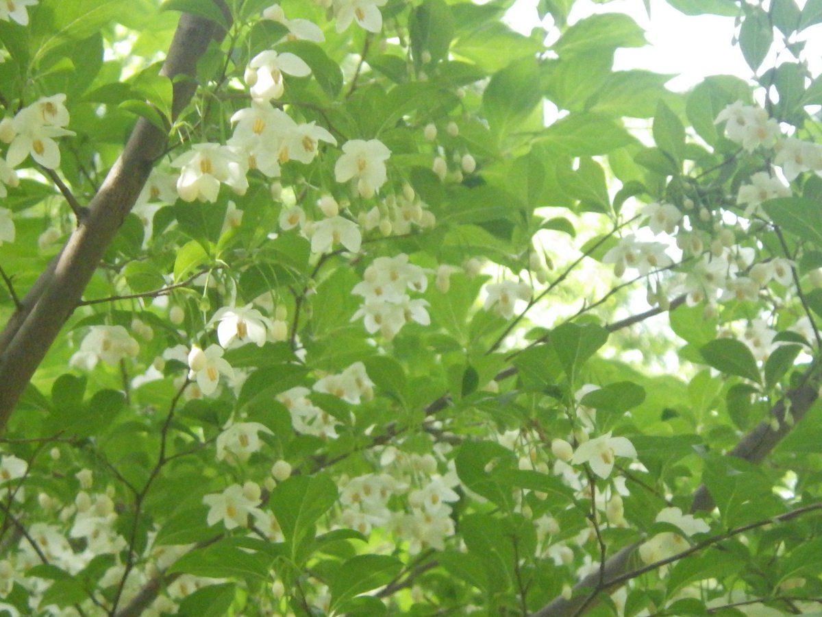 都立蘆花恒春園 tweet media