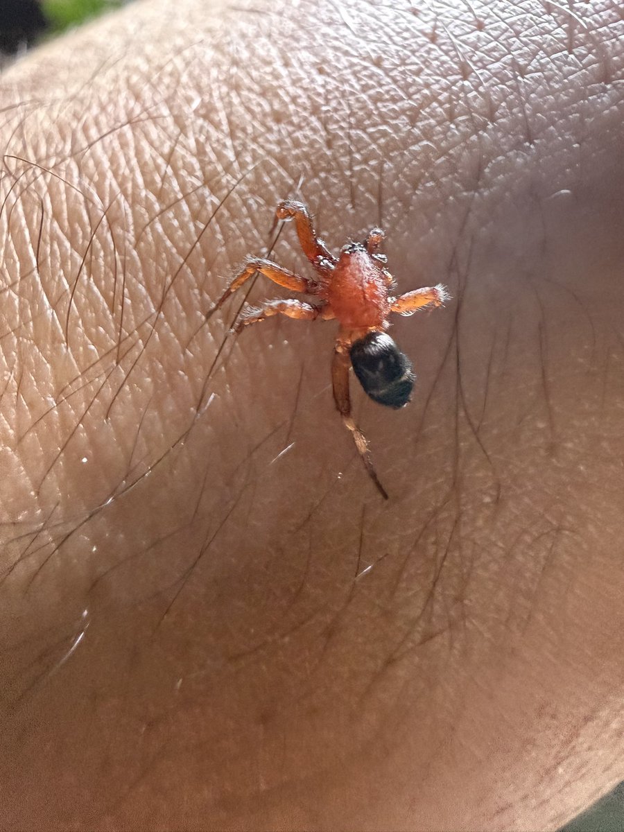 Mr. Bug tweet media