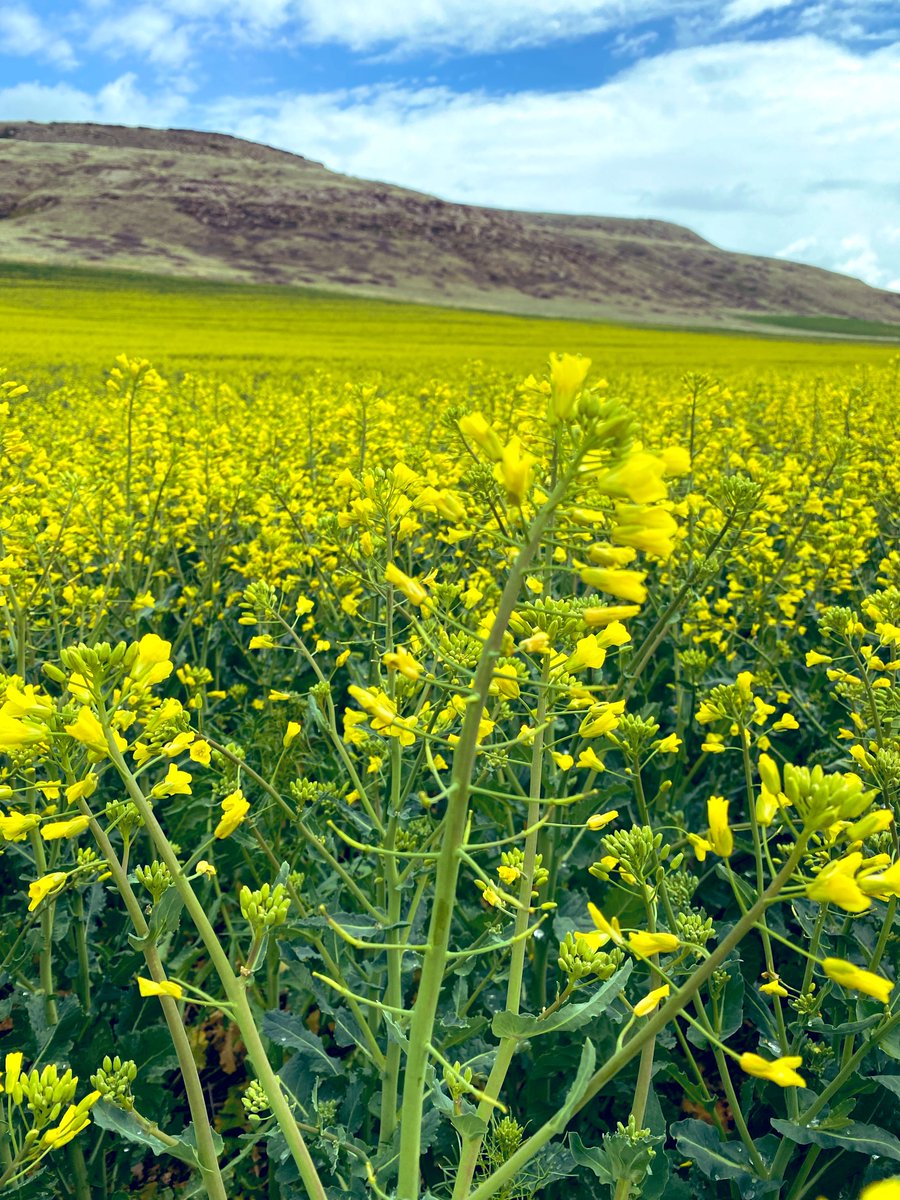 Mick Miller ☘️🌾 tweet media