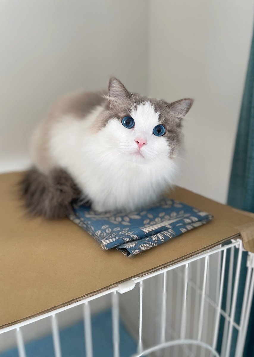 この布の上で寝たいの
あとは分かるにゃ？

 #猫がいる幸せ #ねこかわいいね