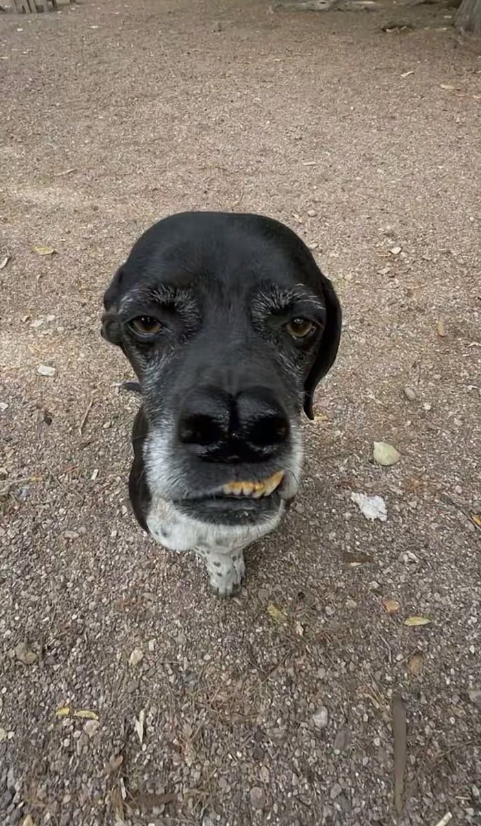Puppies 🐶 tweet media