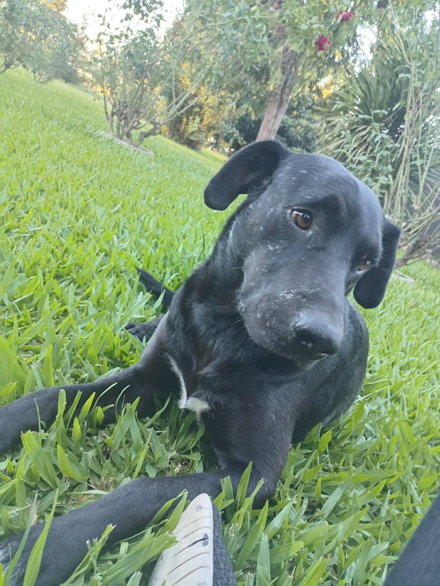 Zeus necesita la ayudita de todos para solventar su cirugía 🙏su vete encontró una masa en uno de sus testículo 😢
Les dejo mi alias Shirleygranaump 
Toda ayuda es bien recibida!
<a href="/aaguvolpato/">agu </a> <a href="/ClaudiaMuschit1/">La hija de Agustín Roque Muchi</a> <a href="/luzysom234/">Flor ⭐⭐⭐</a> <a href="/MissCheta9/">Miss Cheta ✨</a>