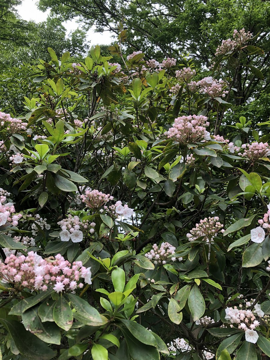 greenupcenter's tweet photo. バラ園でカルミアが咲きました。

＃大和市 ＃ふれあいの森 ＃緑の見本園 ＃バラ園 ＃カルミア https://t.co/7oMPgiC1d2
