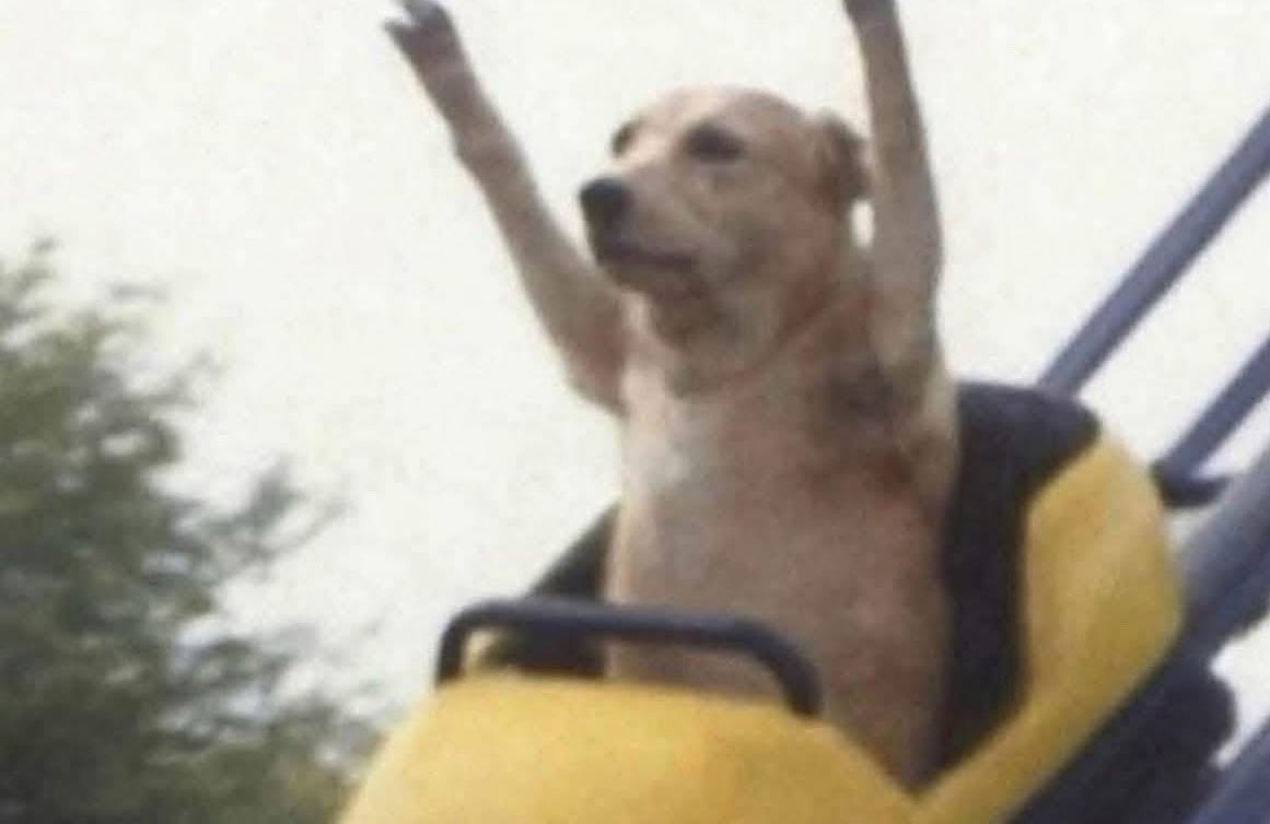 Yo después de pagar una de las 5 tarjetas que debo: