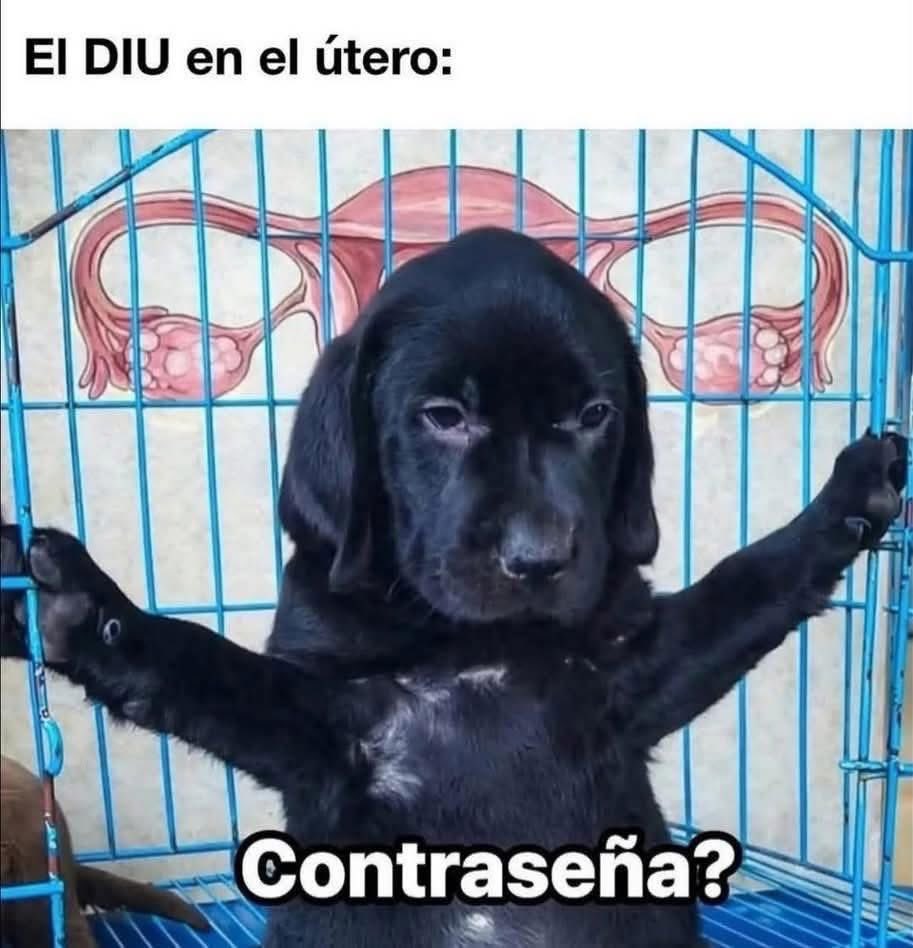 Perritos que curan tu depresión 🐶 (@perritos_qctd) on Twitter photo 