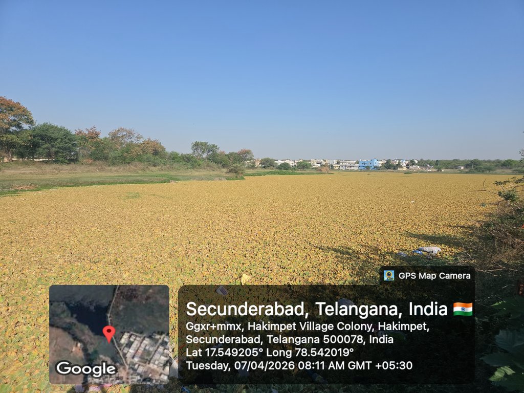 AE_ENTOMOLOGIST's tweet photo. #Entomology Activities 
06.05.2026 "Singaipalli Lake"
Present View (Before and After)
Water Hyacinth Removal Status

@MCMalkajgiri @zc_malkajgiri @Dc1Keesara17100 https://t.co/vGuDKaPCpE
