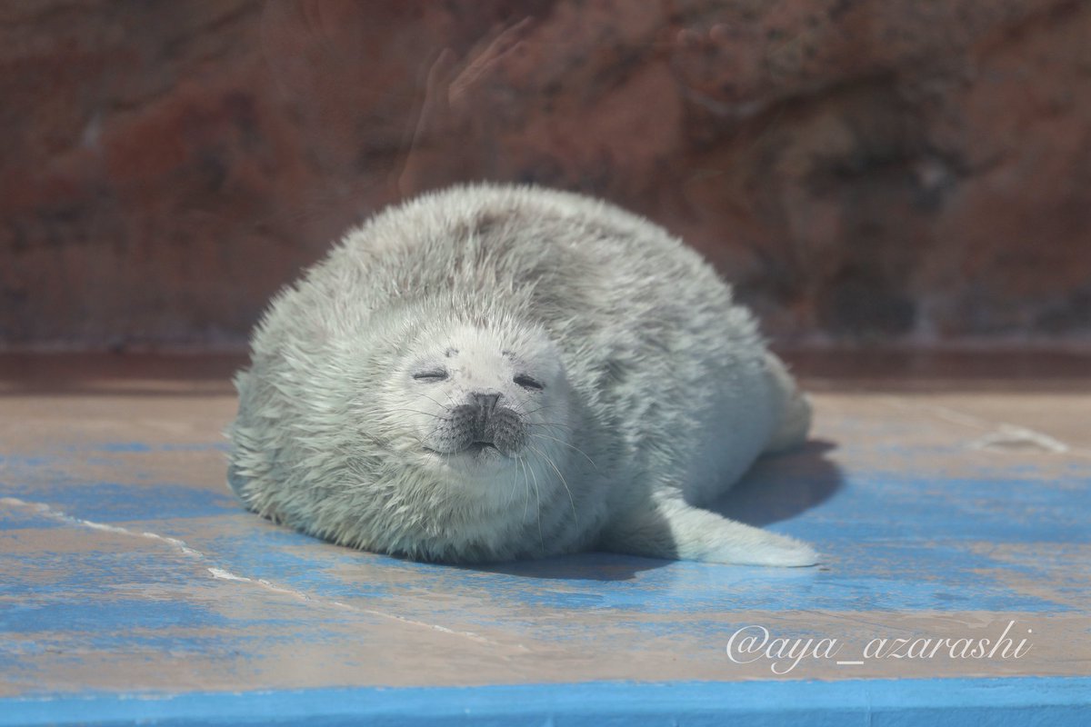 スヤスヤもふもふ🦭💤

2026.4.21📸

#伊勢シーパラダイス
#ゴマフアザラシ