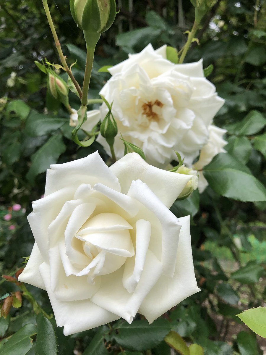 greenupcenter's tweet photo. ふれあいの森では、バラ園とふれあい広場のバラが開花しました。

＃大和市 ＃ふれあいの森 ＃バラ園 ＃ふれあい広場 ＃バラ ＃開花 https://t.co/o2pd0FeDhW