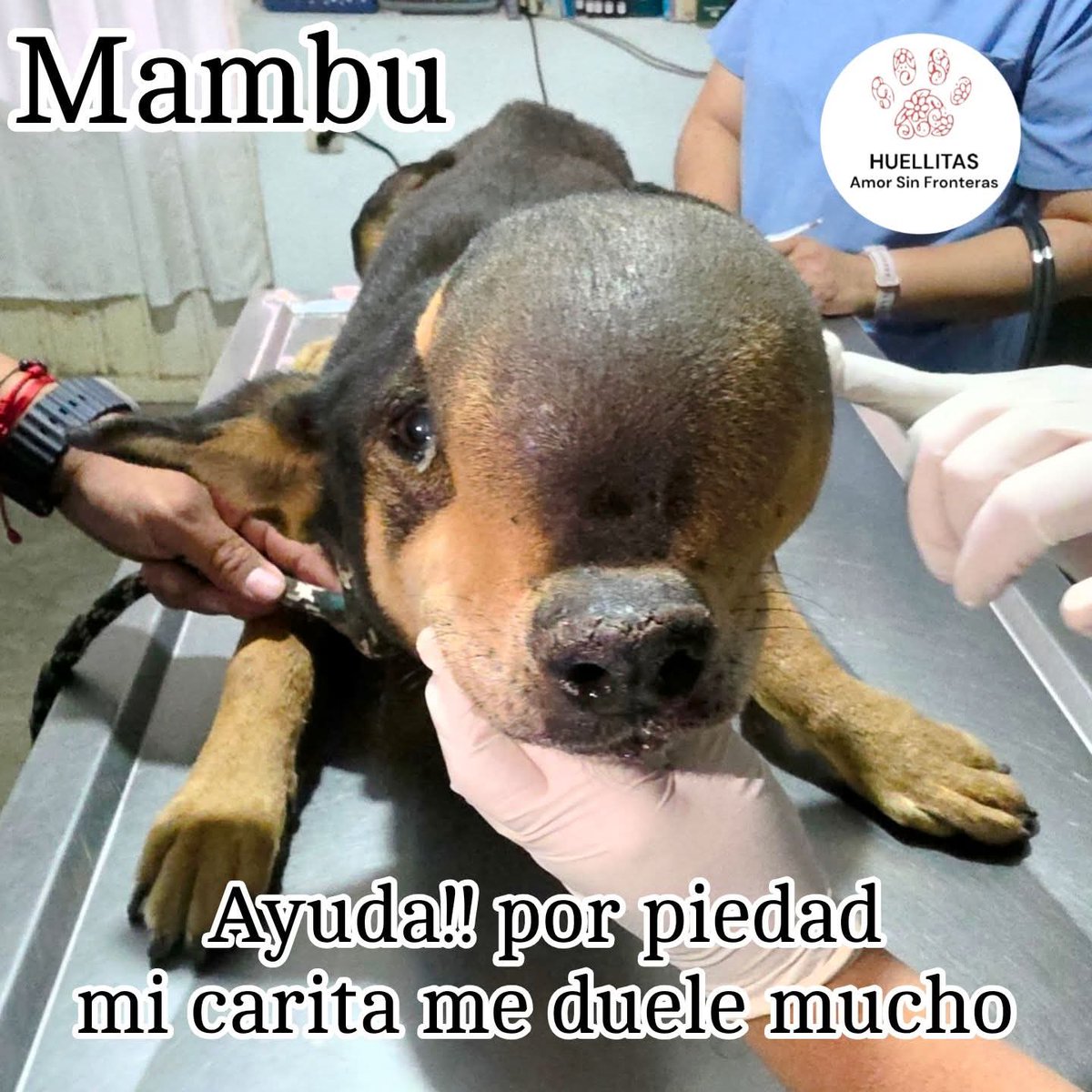 Huellitas amor sin fronteras tweet media