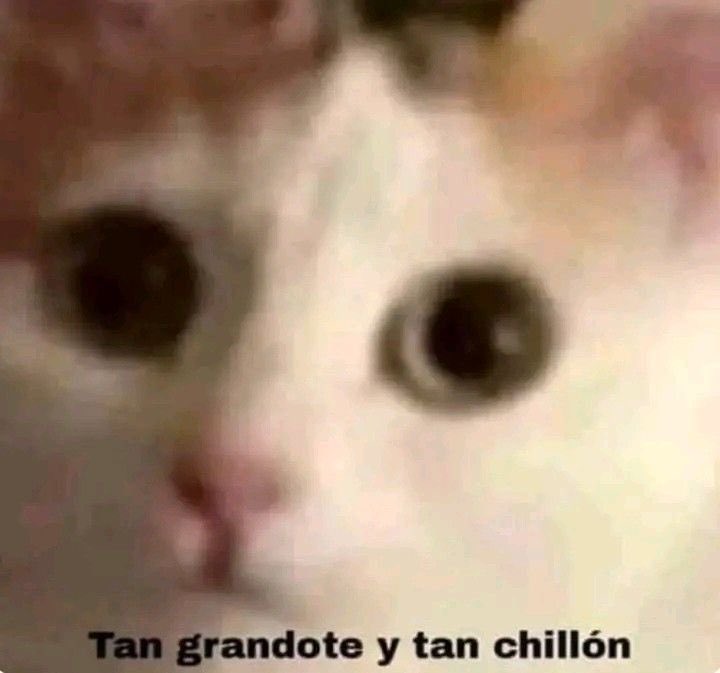 misisipie's tweet photo. RT @lolatrinkets: Increíble que un solo “pe” saque a la bestia de quicio. 😂

#LCDLF6 https://t.co/nEGHNKCbxk