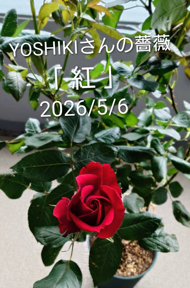 💖 #YOSHIKIさん 💖 #YOSHIKIさんの薔薇 「 #紅 」が昨日咲きました