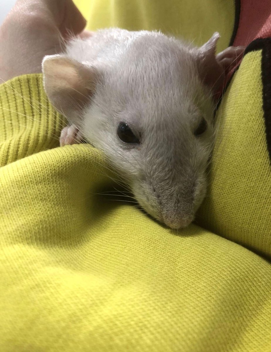 Riri Pipsqueak 🐀 tweet media
