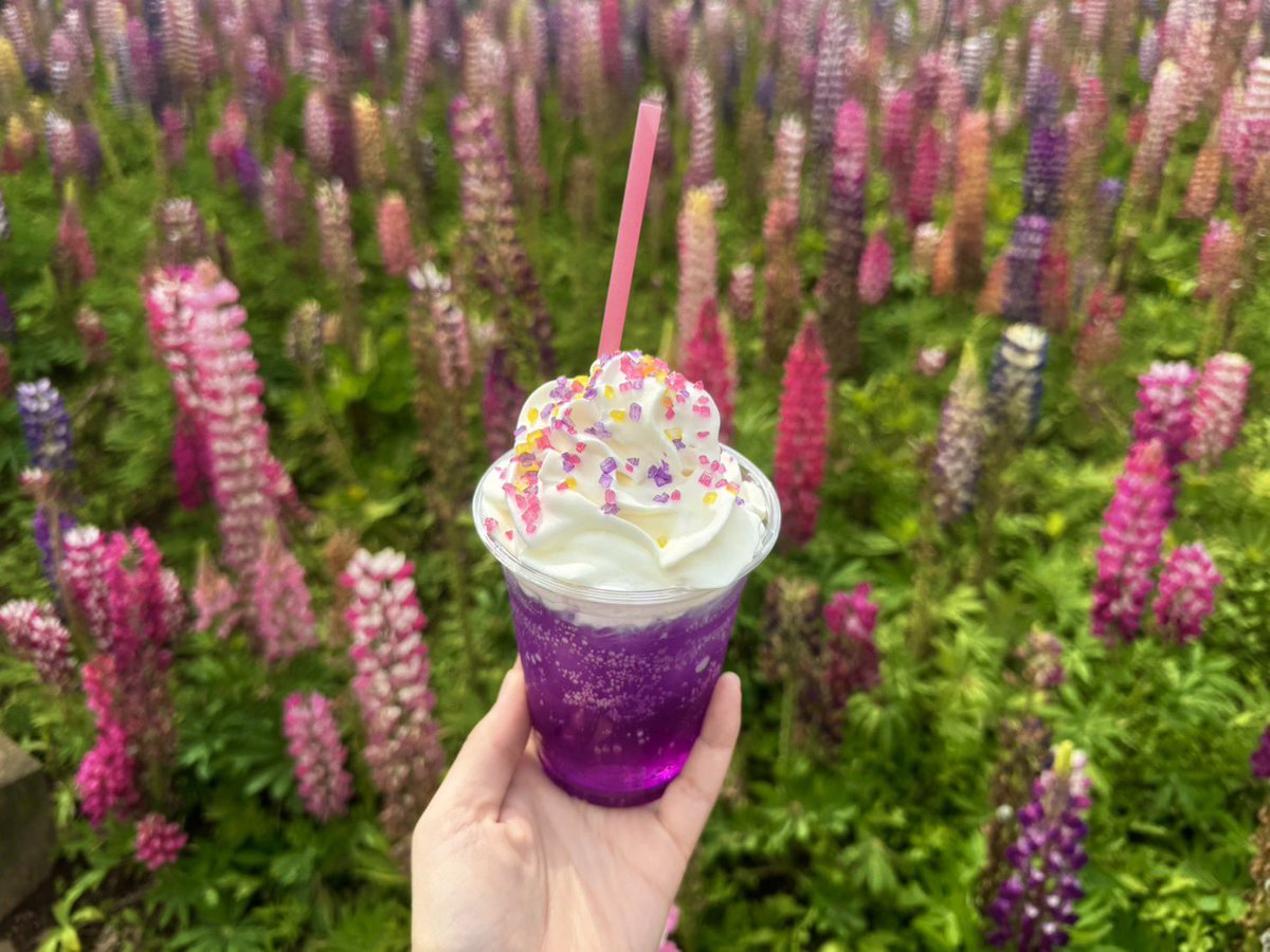 ルピナス様♡ありがとうございます♡ ルピナス最終日です⸜🌷︎⸝‍ よろしくお願いいたします🙇‍♀️