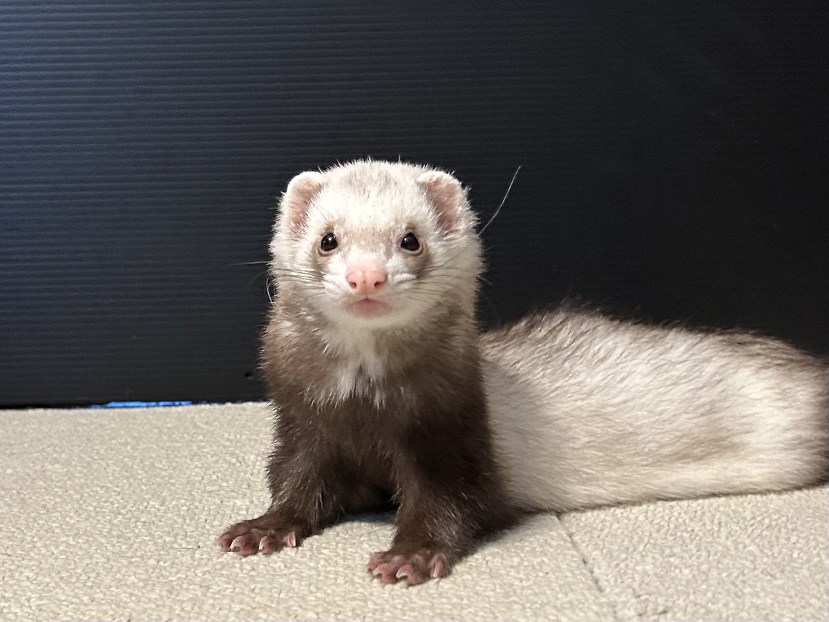 なにそのアンテナおひげ
#フェレット