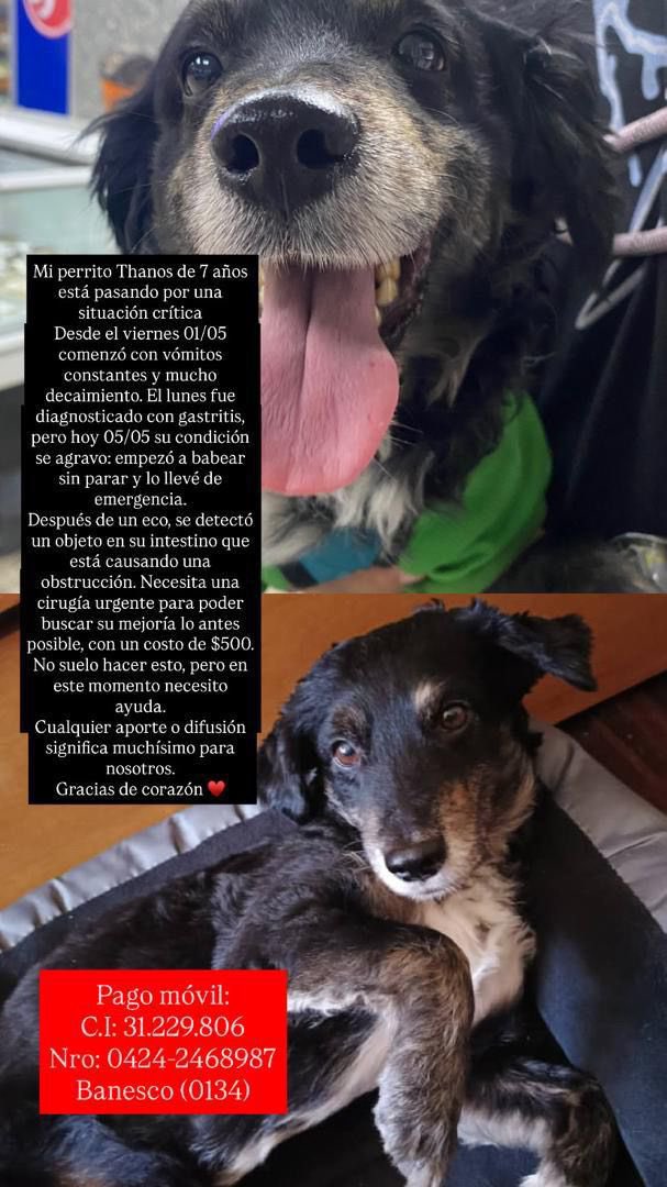Él es Thanos 🐾🤍, el peludito de un muchacho que hoy con el corazón en la mano, recurre desesperadamente a nosotros para intentar salvar la vida de su mejor amigo. Thanos tiene una obstrucción intestinal causada por un objeto que se comió y necesita una cirugía de emergencia