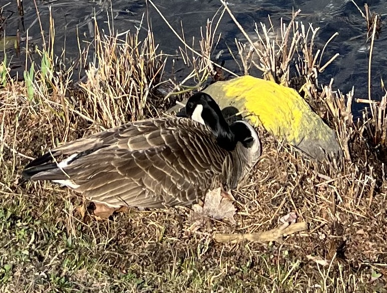 LucyPetersonInt's tweet photo. Mark Rothko reincarnated as a mama goose sitting on her eggs. Of all the rocks in all the world ... https://t.co/K2VihgUIAH