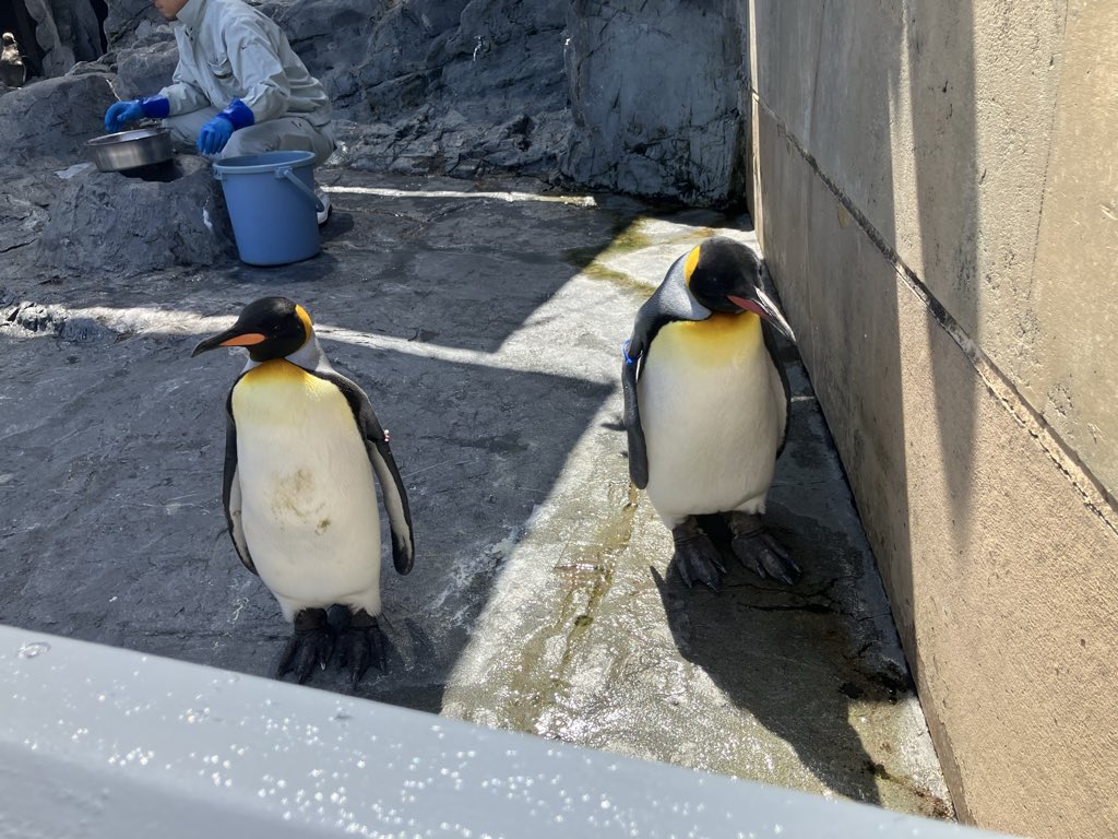 400tachymeter's tweet photo. ペンギン大きい〜 https://t.co/lYcHBf2CeH
