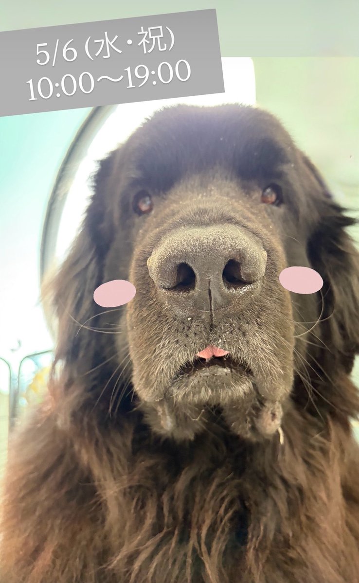 太陽と犬 Dogs&CatsCafe月と太陽 (@tukitai_0605) / Posts / X