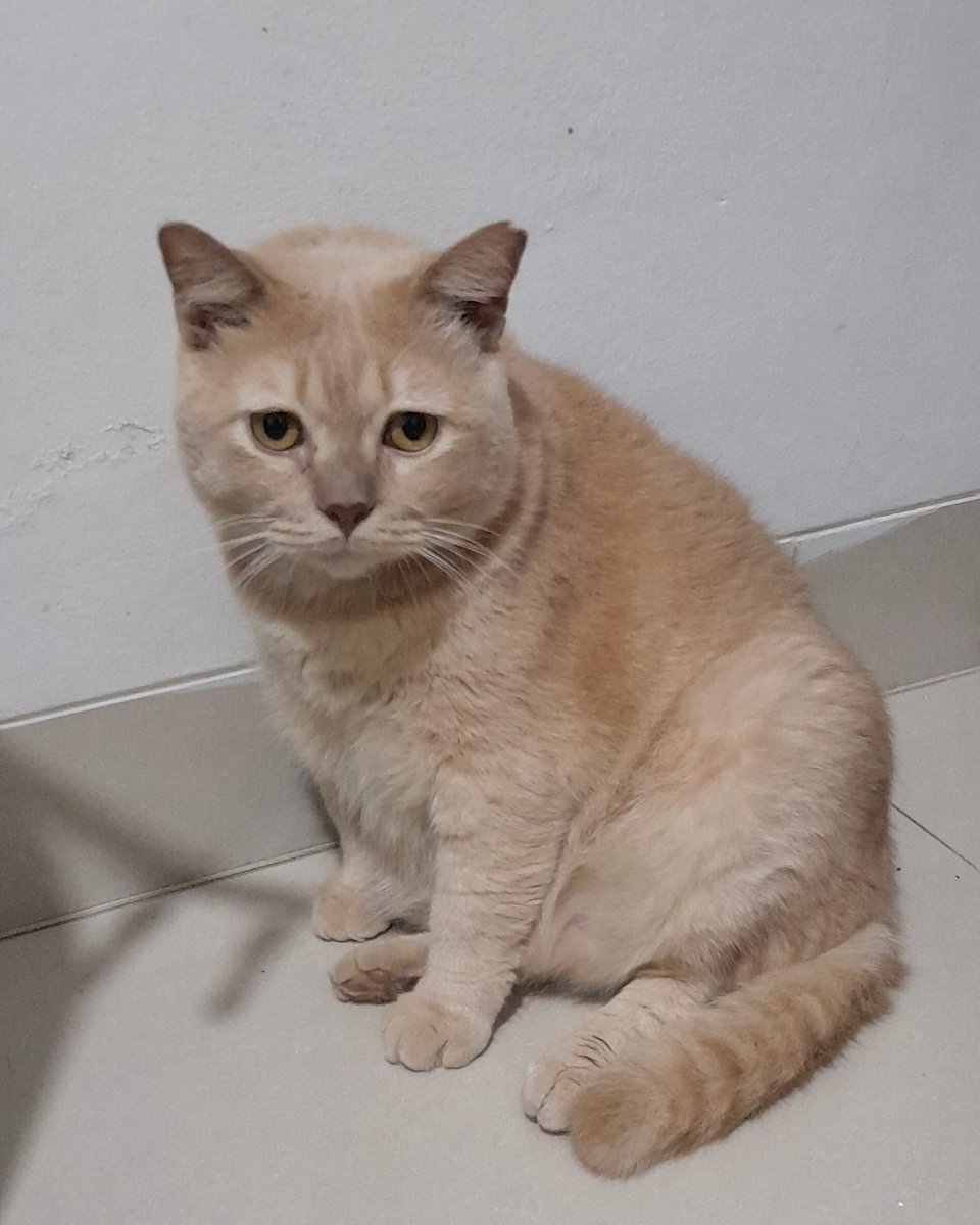 Broto 🐈💨 tweet media