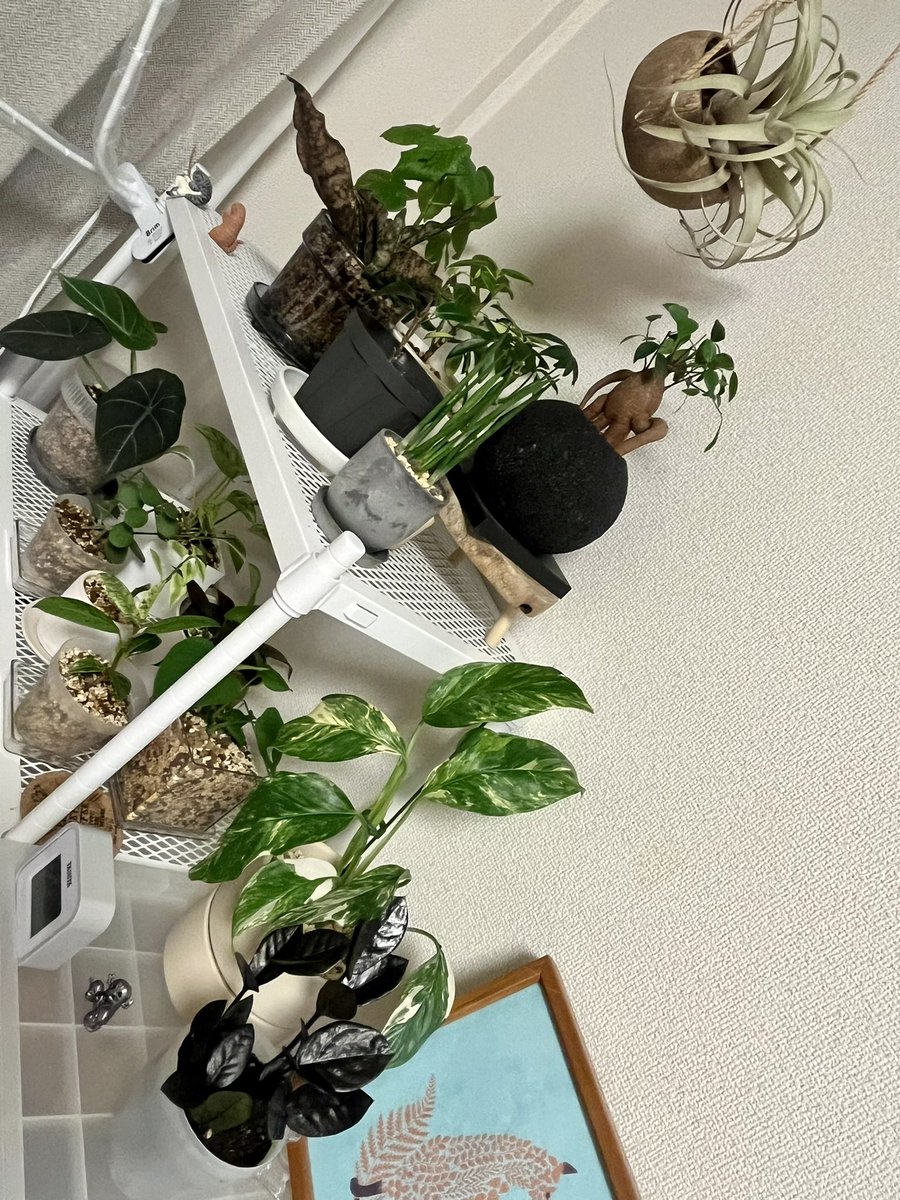 観葉植物