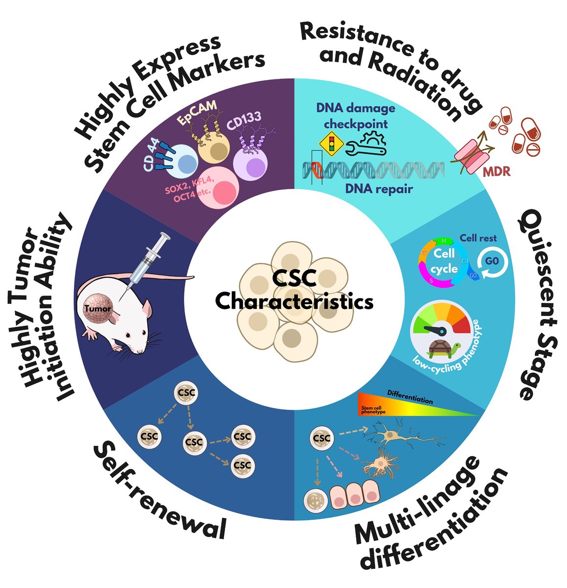HepatomaRes's tweet photo. 🧬 Cancer Stem Cells in Cholangiocarcinoma: A Therapeutic Frontier
Cancer stem cells (CSCs) are emerging as key drivers of metastasis, recurrence, and treatment resistance in cholangiocarcinoma.
🔗https://t.co/fDNKsA7KuR
#Cholangiocarcinoma #CancerStemCells #PrecisionOncology https://t.co/crSC0ZbF9Y