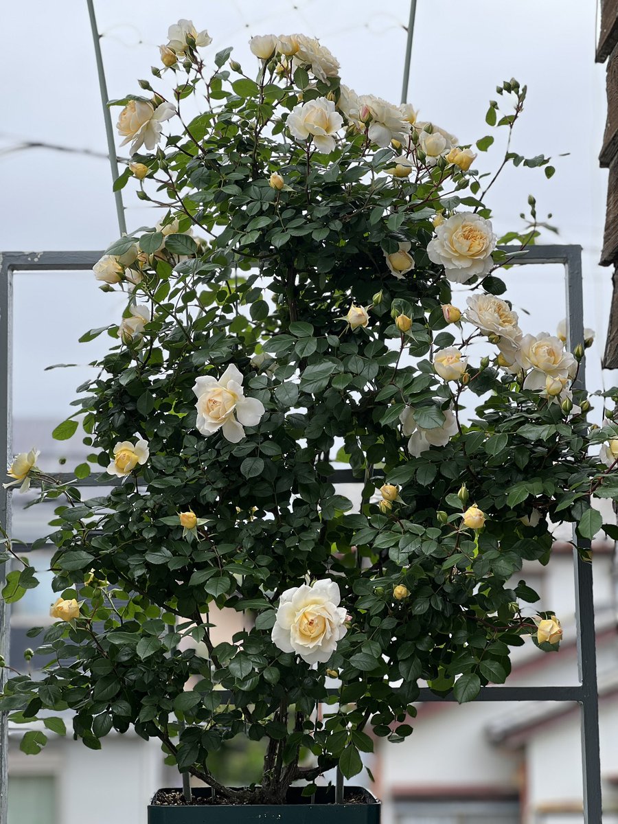 まだ咲き始めなのですが、MAXになると遠目には真っ白になるぐらい咲くマルク君。花持ちが良いのに香りも強め。毎年良く咲くし、四季咲きなので晩秋まで咲きます。
大きくなり過ぎたので、冬の植え替えで根も削ってコンパクトにしてしまい大丈夫かなぁ？でしたが全く問題ありませんでした。タフ！