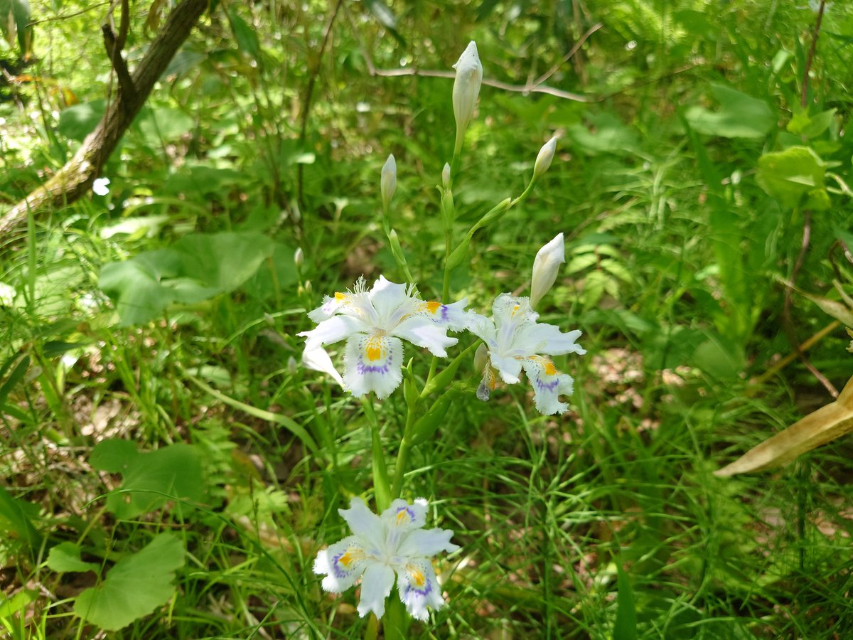 howbe8's tweet photo. ヒメシャガ？綺麗な花です。 https://t.co/NpG7aN4GzA