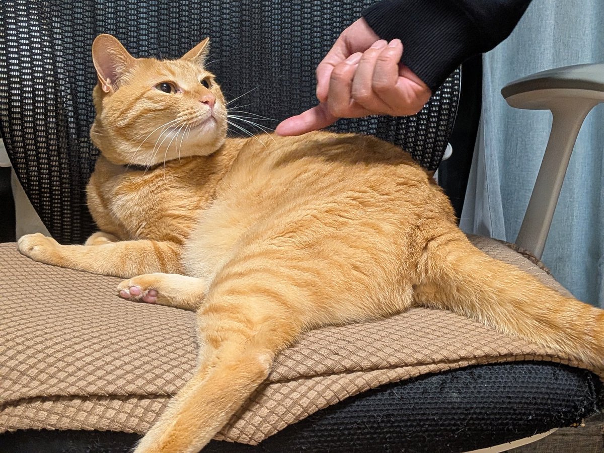 あらかわいい #猫のいるしあわせ