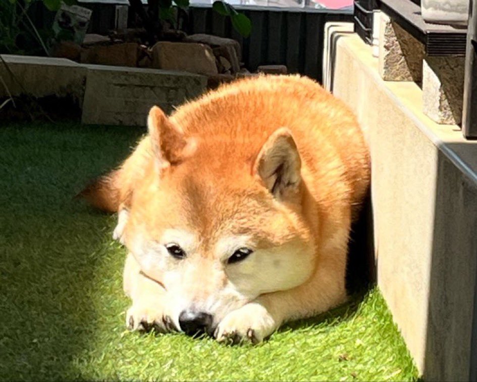 柴犬おとちゃん🐕6歳 (@0218_oto) / Posts / X