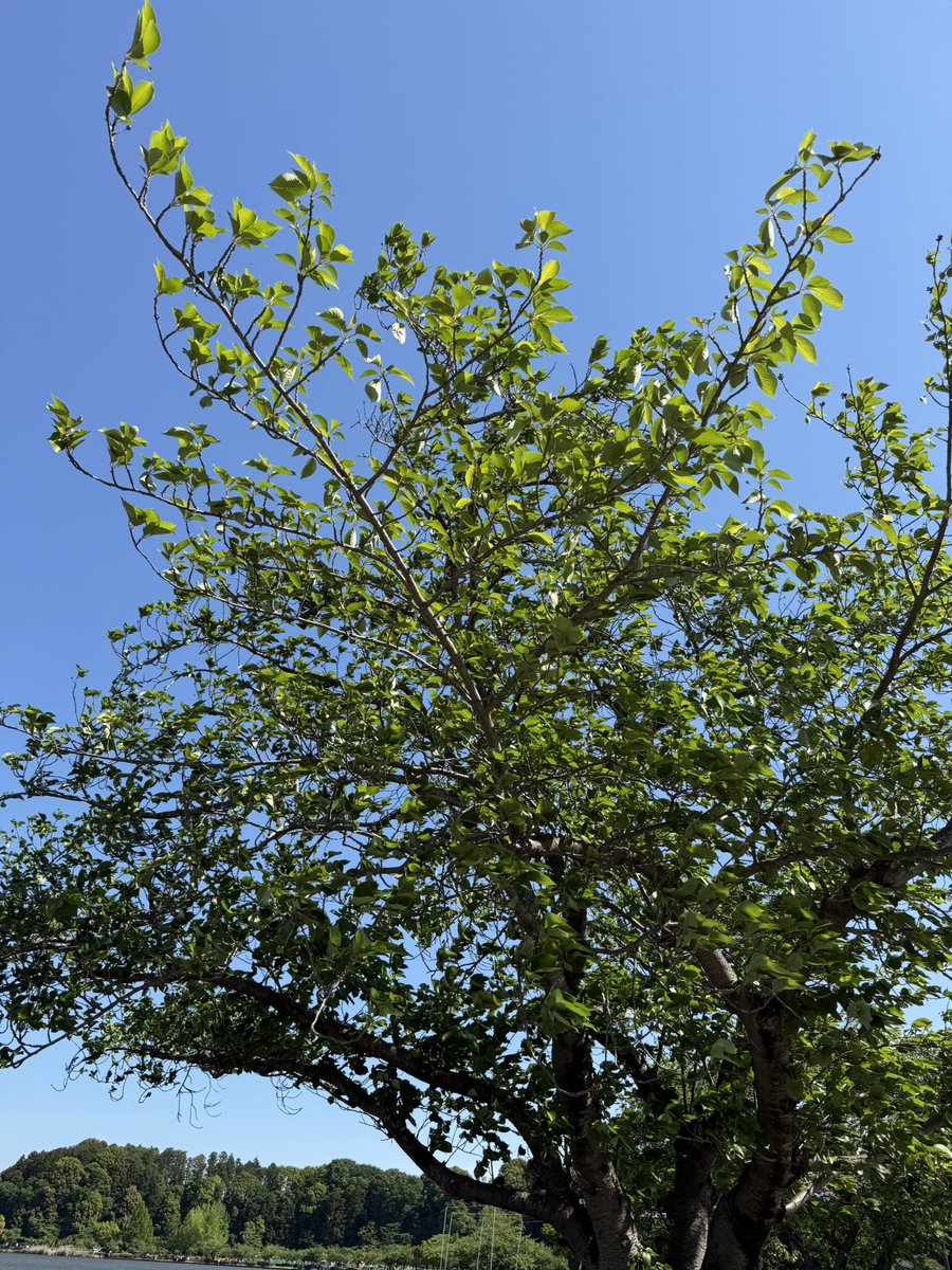 ٩(*´︶`*)۶おはよ〜♬ 水曜日よろしゅうお願いしますꉂ🌱