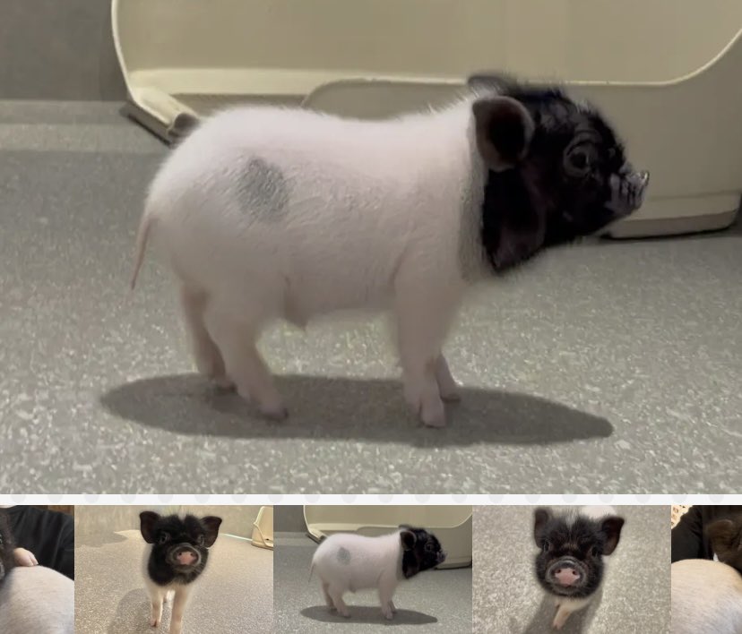 pignic【マイクロブタカフェ】公式 tweet media