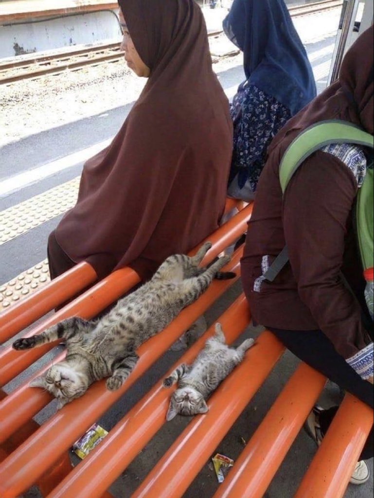 popular cat post tweet media